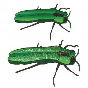 Emerald Ash Borer 2015 Update - Lawn Care Services Springfield MO